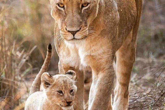 7-Day Maasai Mara Nakuru Lake Naivasha and Amboseli Safari - FAQ