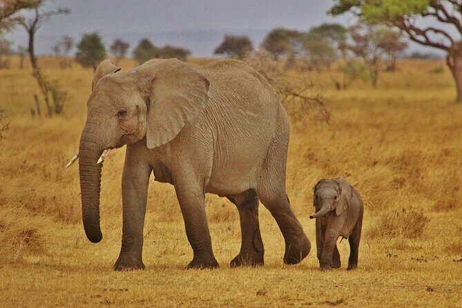 7-Day Magical Tanzania Safari -Premium High End Package - Detailed Review of the 7-Day Tanzania Safari Experience