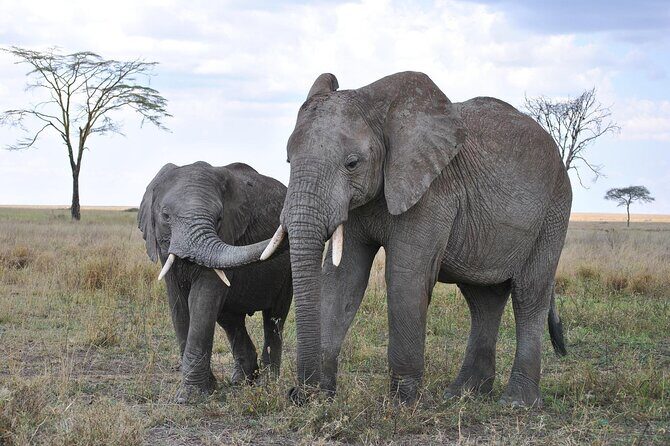 7-Day Magical Tanzania Safari -Premium High End Package - The Sum Up
