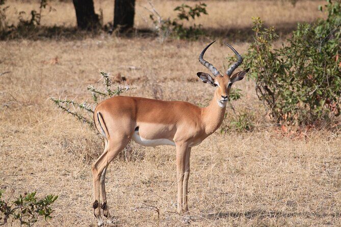 7-Day Magical Tanzania Safari -Premium High End Package - FAQ