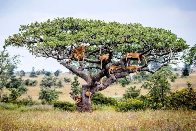 7-Day Manyara, Serengeti, Ngorongoro and Mto Wa Mbu Safari - An In-Depth Look at the 7-Day Safari Experience