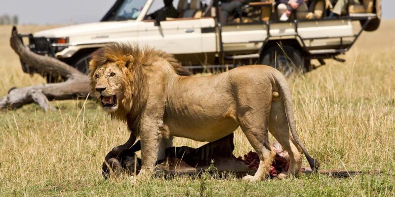 7-Day Manyara, Serengeti, Ngorongoro and Mto Wa Mbu Safari - Final Thoughts: Is This Safari for You?