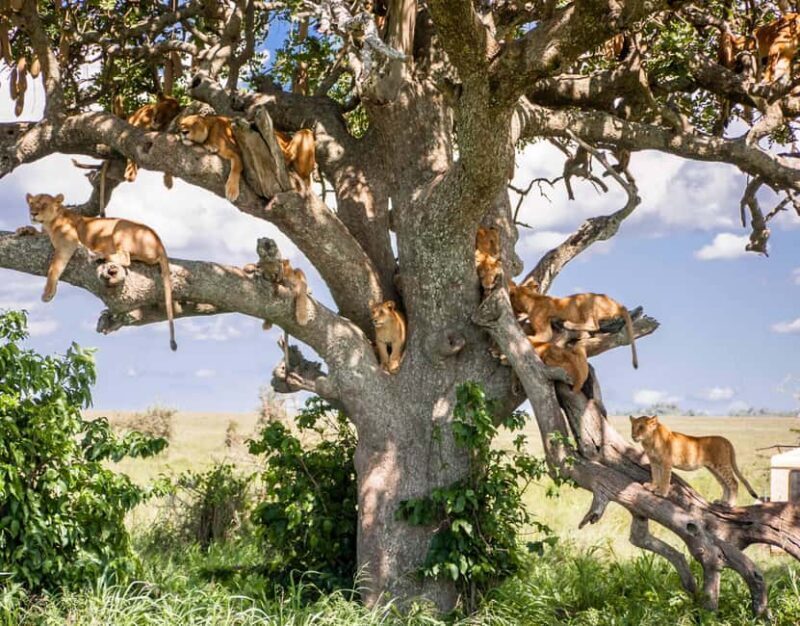7-Day Manyara, Serengeti, Ngorongoro and Mto Wa Mbu Safari - FAQ