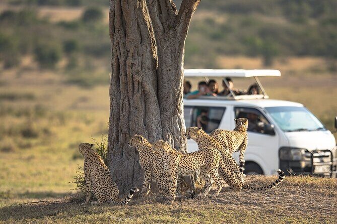 7-Day Masai Mara Lake Nakuru Samburu and Ol Pejeta Kenya Safari - Day 2: Full Day in Maasai Mara
