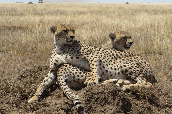 7 Day Migration Tanzania Private Guided Safari from Arusha - Introduction