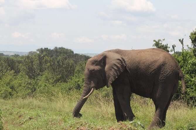 7-Day Murchison Falls, Chimps & Gorilla Trekking - Introducing the 7-Day Murchison Falls, Chimps & Gorilla Trekking Tour