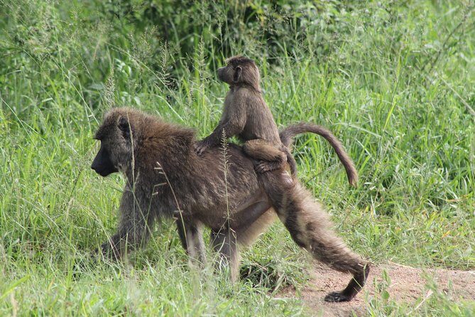 7-Day Murchison Falls, Chimps & Gorilla Trekking - Key Points