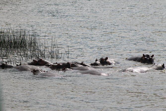 7-Day Murchison Falls, Chimps & Gorilla Trekking - What Makes This Tour Stand Out?