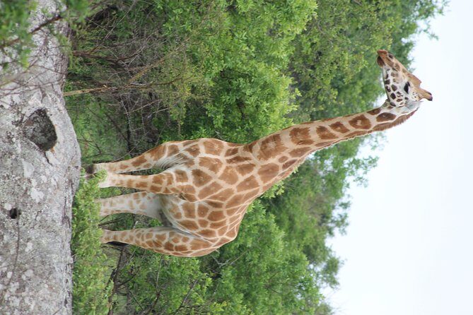 7-Day Murchison Falls, Chimps & Gorilla Trekking - Who Will Love This Tour?