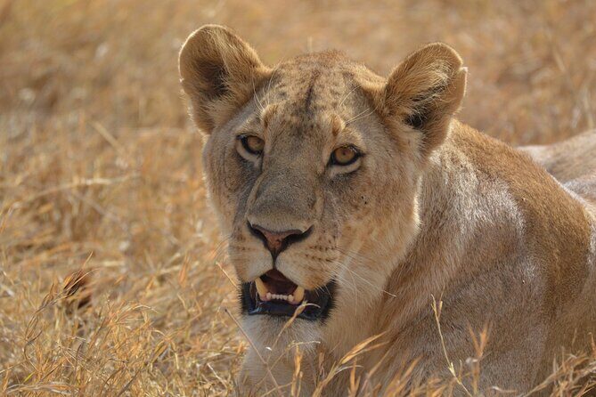 7-Day North Tanzania Classic Safari - First Impressions and Overall Vibe