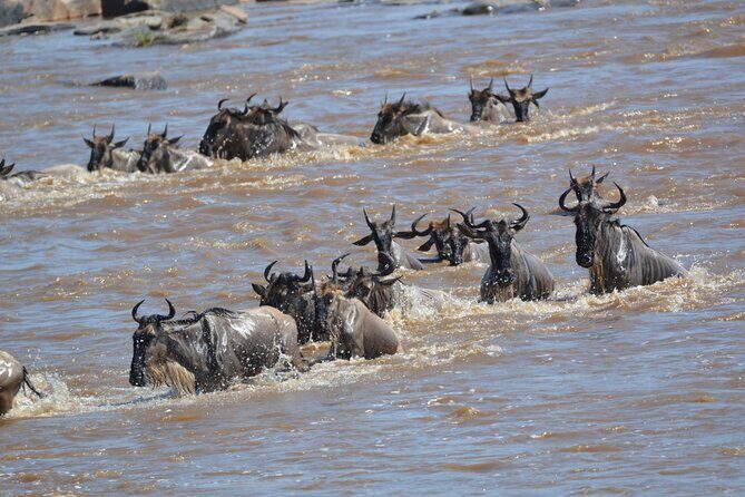 7-Day North Tanzania Classic Safari - FAQ