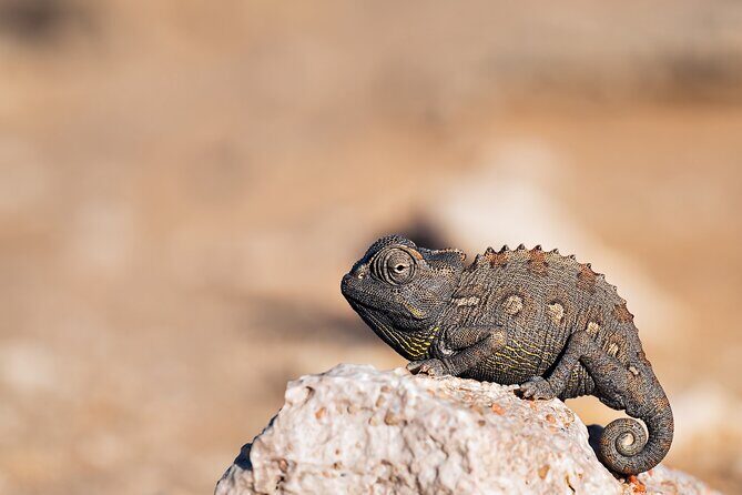 7 Day Northern Namibia and Skeleton Coast Camping Safari - FAQ