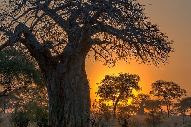 7-Day Private midrange Tour in Arusha with Airport Pickup - Expressing the Experience: What You Can Expect