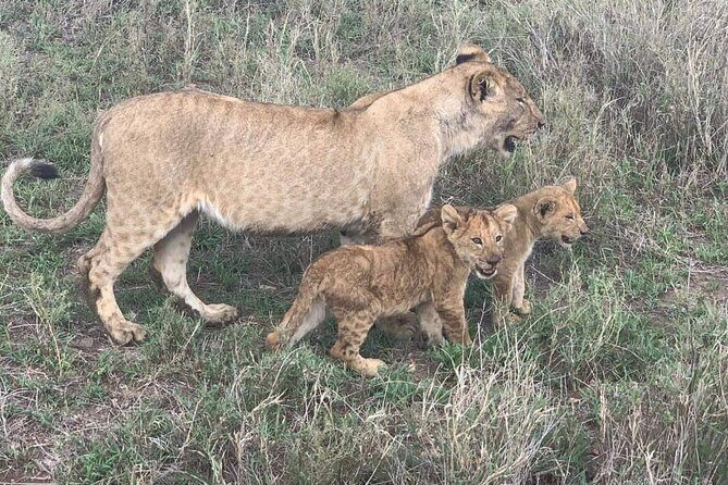 7-Day Private Safari to Amboseli National Park and Masai Mara - The Experience of Staying at Lodges