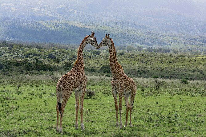 7-Day Private Tour in Kenya National Parks From Nairobi / Mombasa - Final Thoughts