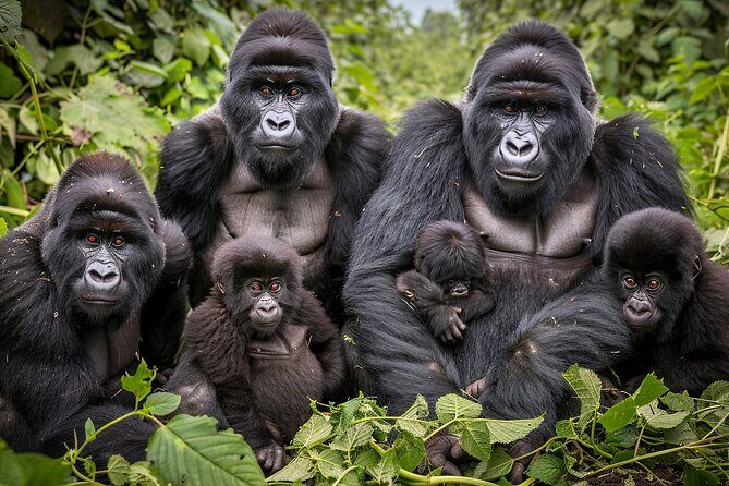 7-Day Private Uganda Gorilla Tracking Safari Tour From Entebbe - The 7-Day Private Uganda Gorilla Tracking Safari Tour From Entebbe: An Honest Review
