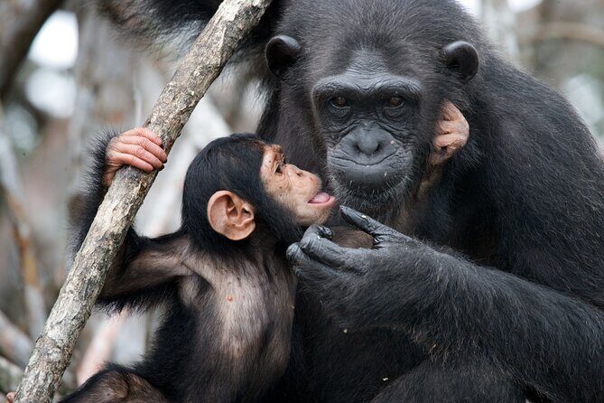 7-Day Private Uganda Gorilla Tracking Safari Tour From Entebbe - Exploring Uganda’s Natural Treasures in 7 Days