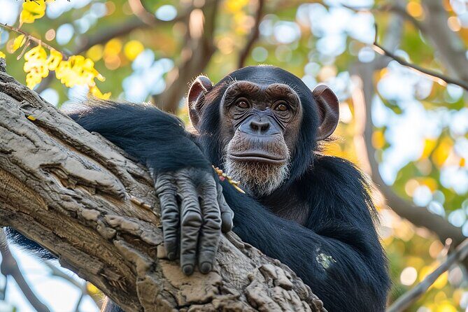 7-Day Private Uganda Gorilla Tracking Safari Tour From Entebbe - Final Thoughts