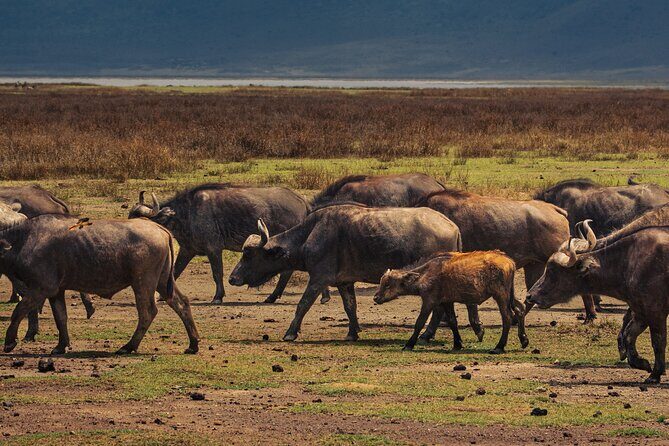7 Day Safari in Tanzania National Parks - An In-Depth Look at the 7-Day Tanzania Safari