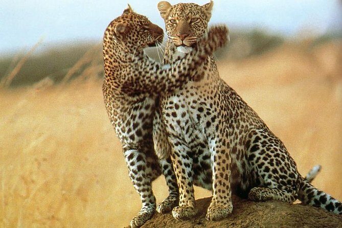 7-Day Safari (Including Serengeti) & Zanzibar Extension - Final Thoughts: Is This Tour Worth It?