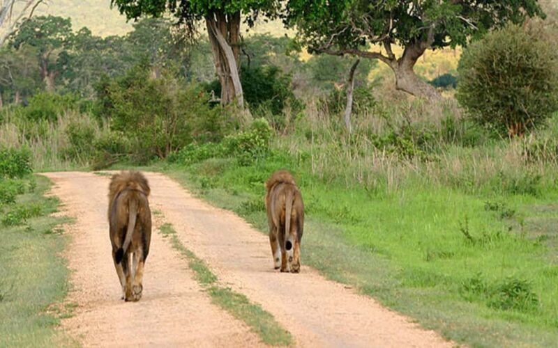 7-Day Safari Mikumi, Selous Game Reserve and Zanzibar Beach - Detailed Review of the 7-Day Tanzania and Zanzibar Tour