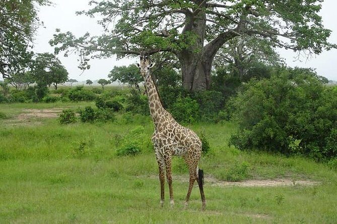 7 Day Safari To Selous, Mikumi and Ruaha National Parks + transfers - Key Points