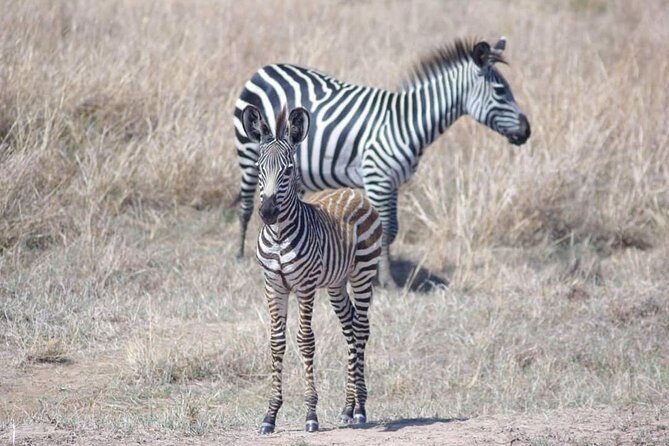 7 Day Safari To Selous, Mikumi and Ruaha National Parks + transfers - The Sum Up: Is This Safari for You?