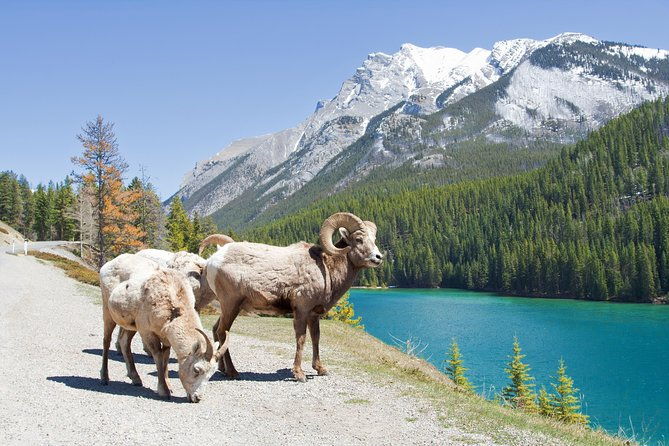 7-day-small-group-tour-canadian-rockies-and-national-parks