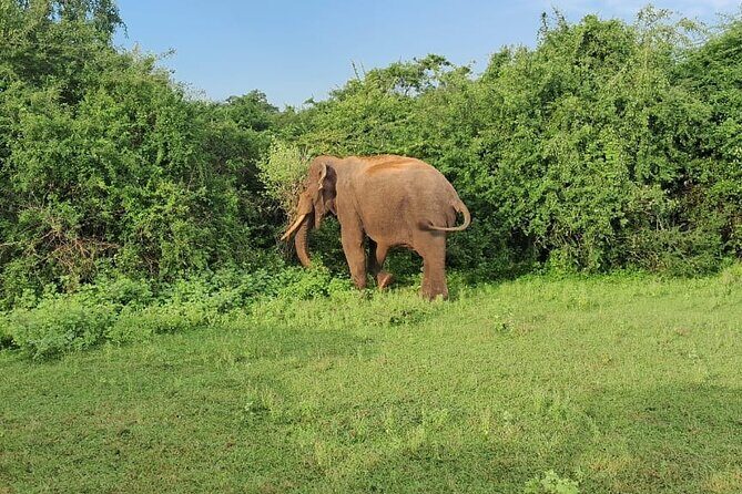 7 Day Sri Lanka Round Trip Culture, Nature and Safari Adventure - What This Tour Means for Travelers