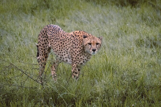 7-Day Tanzania Odyssey Safari- High End Tour - Starting Point: Kilimanjaro International Airport and Arusha