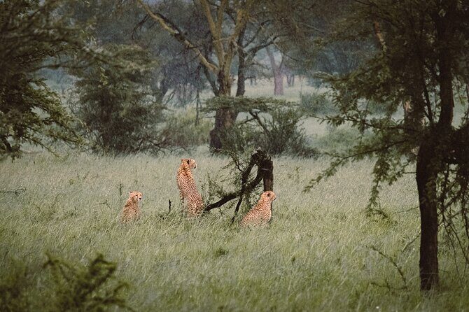 7-Day Tanzania Odyssey Safari- High End Tour - Day 3: Ngorongoro Crater – The Top Predator Spot