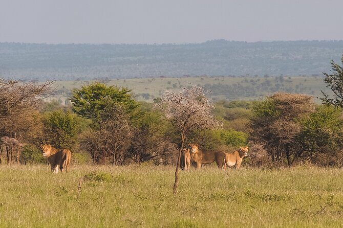 7-Day Tanzania Odyssey Safari- High End Tour - Why This Tour Offers Great Value