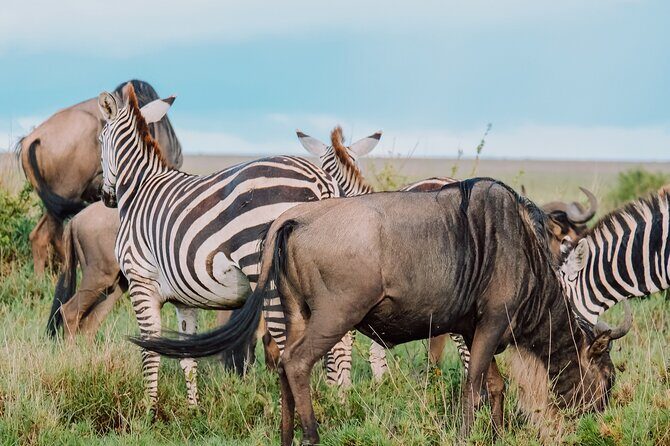 7-Day Tanzania Odyssey Safari- High End Tour - What to Keep in Mind