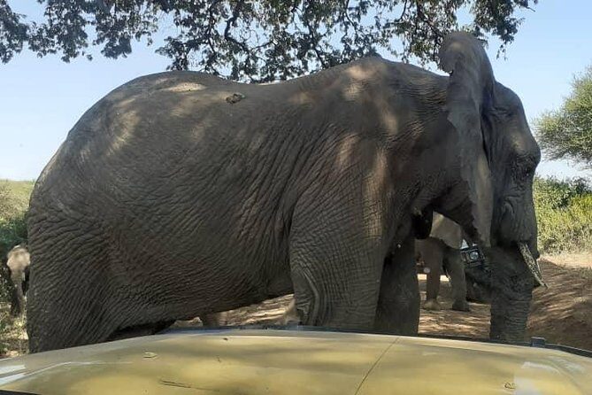 7 Day Tanzania visiting Arusha, Lake Manyara, Serengeti, Ngorongoro & Tarangire - A Complete Look at the 7-Day Tanzania Safari Experience