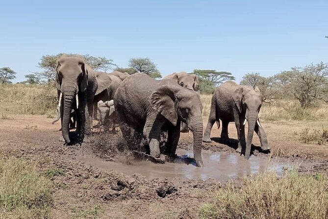 7 Day The Great Savannah Luxury Safari All Inclusive - FAQs