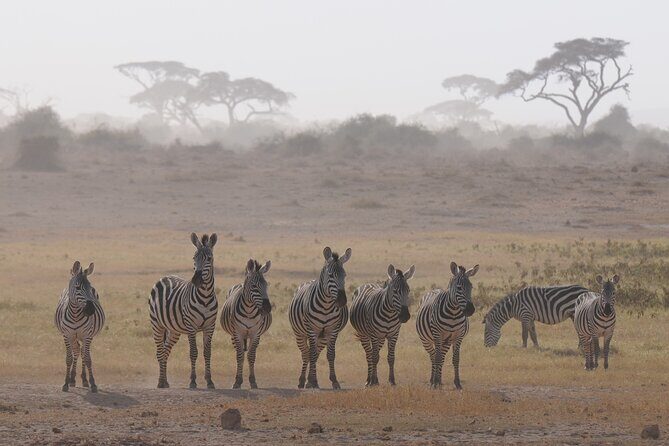 7 Day Tour of Amboseli Lake Nakuru and Masai Mara - Price and Value Analysis