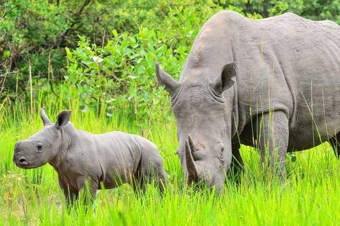 7-Day Uganda Adventure Safari - Midrange Lodges - The Sum Up