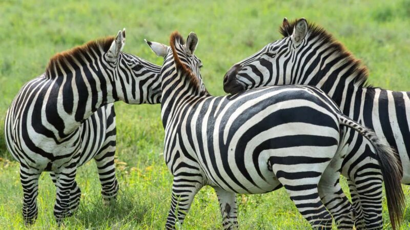 7-Day Wildebeest Mara River Crossing Safari - An In-Depth Look at the 7-Day Wildebeest Mara River Crossing Safari