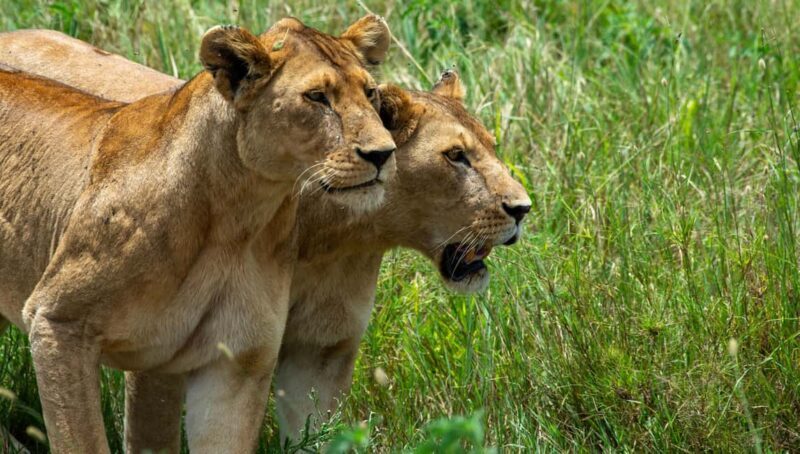 7-Day Wildebeest Migration & Culture Safari - Who Is This Safari Best For?  