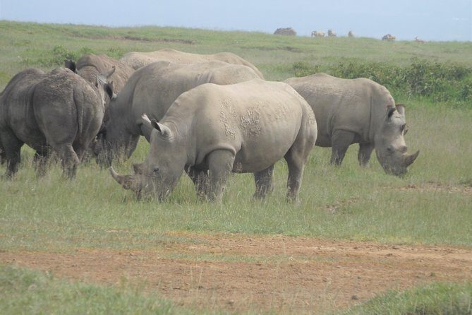 7 Days Amboseli-Lake Naivasha-Lake Nakuru & Masai Mara - Who Would Love This Tour?