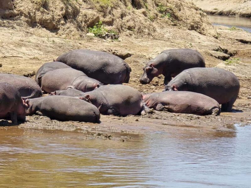 7 Days Amboseli-Lake Naivasha-Lake Nakuru & Masai Mara Tour - The Practical Side: What’s Included & What’s Not