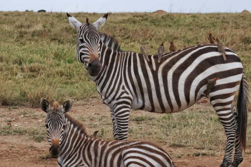 7 Days Amboseli-Lake Naivasha-Lake Nakuru & Masai Mara Tour - The Sum Up