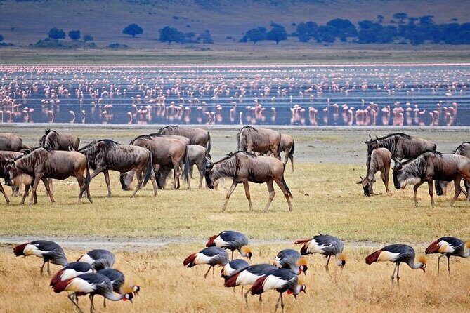 7 Days Best Luxury Safari To Tanzania - Who Is This Tour Best For?