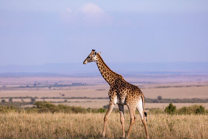 7 Days Best of Kenya Wildlife Safari - Frequently Asked Questions