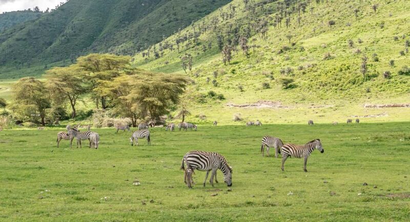 7 Days Big Five Safari to Tarangire, Serengeti & Ngorongoro - Day 4: Full Day in Serengeti