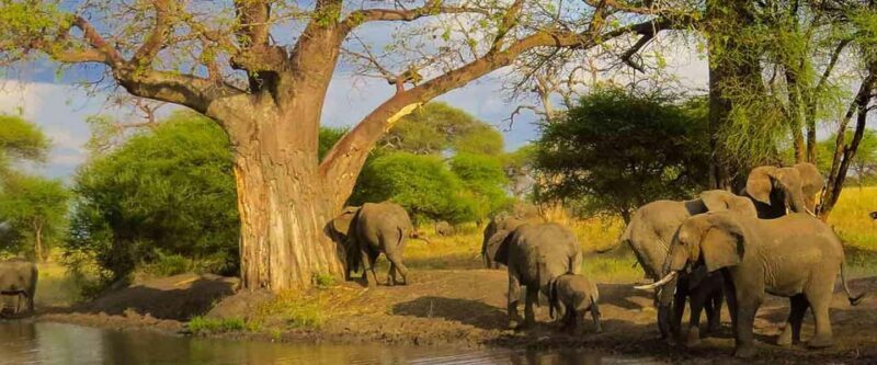7 Days Big Five Safari to Tarangire, Serengeti & Ngorongoro - Overview of the 7-Day Big Five Safari in Tanzania