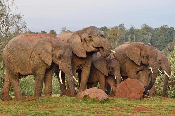 7 Days Breathtaking Kenya Wildlife Private Safari - FAQ