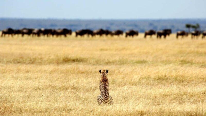 7-Days Budget Camping - Tarangire, Serengeti, Ngorongoro... - Key Points
