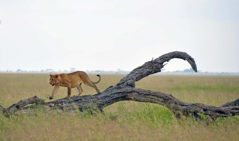 7-Days Budget Camping - Tarangire, Serengeti, Ngorongoro... - Practical Details and What Sets This Tour Apart