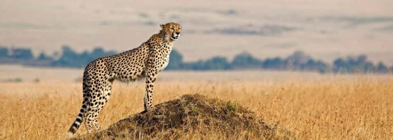 7-Days Budget Camping - Tarangire, Serengeti, Ngorongoro... - FAQ